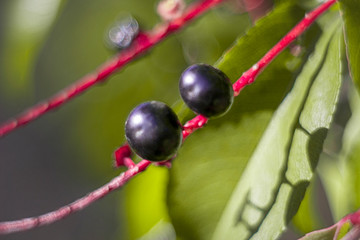 Macro black berry in sunny day