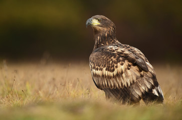 White tailed eagle (Haliaeetus albicilla)