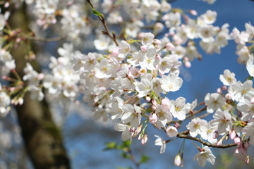 cherry blossoms