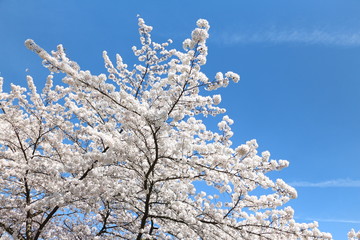 cherry blossoms