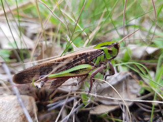 Cavalletta