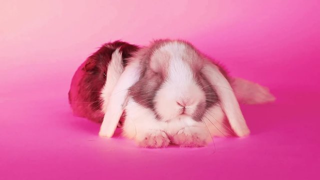 Bunny lop rabbit and cavy guinea pig together loves each other pet love friendship animal friends