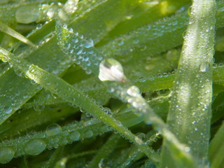 Hoja con gota