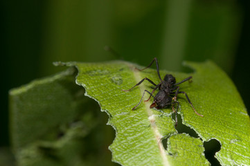 Ants eating a leaf