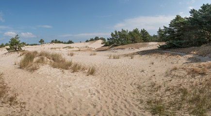 Fototapeta na wymiar Trees, grass and sand, Slowinski national park, sand dune Leba, Poland