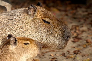 Capybara with a cub  portrait
