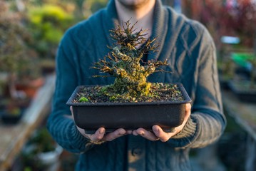 Young man bonsai artist holding pot with bonsai tree