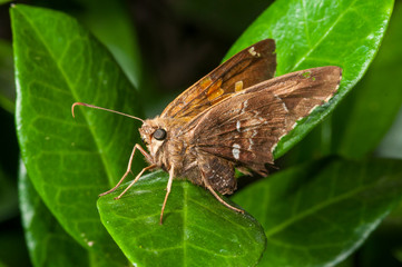 Butterfly on leaf