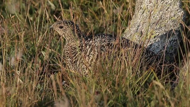 ptarmigan Lagopus mutus