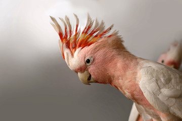 Major Mitchell Cockatoo