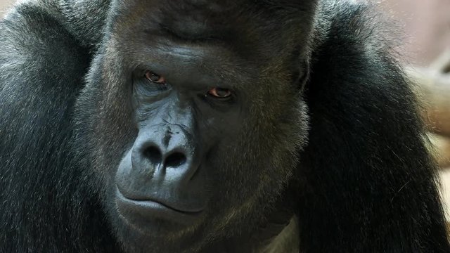 Portrait of male Gorilla, Silver backed Male Gorilla. The gorilla looks into the camera.