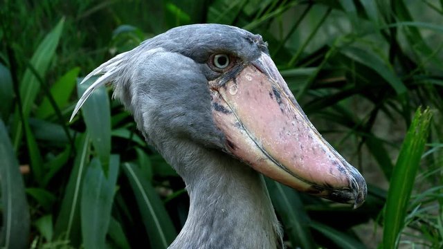 A shoebill (Balaeniceps rex) stork standing surrounded by plants. 