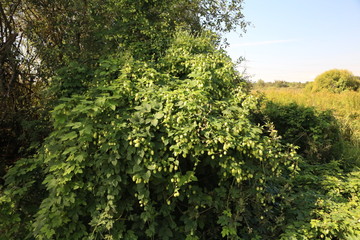 Fototapeta premium wild hop