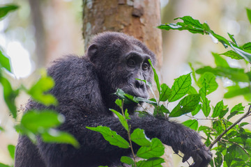 Schimpanse im Dschungel von Uganda