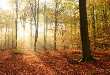 Morning in the autumn forest