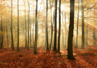 Morning in the autumn forest