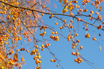 Small wild ripe apples on the background of the autumn sky in the local garden