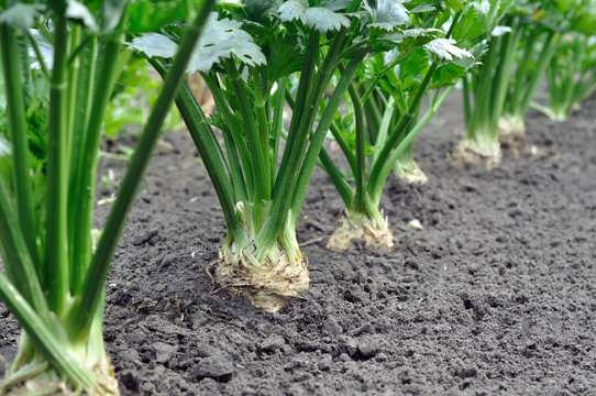  close-up of celery plantation (root vegetables)  in the vegetable garden