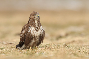 Common buzzard (Buteo buteo)