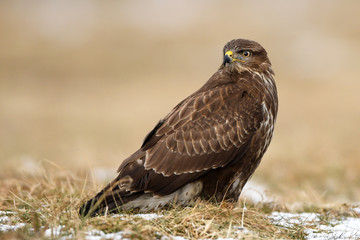 Common buzzard (Buteo buteo)