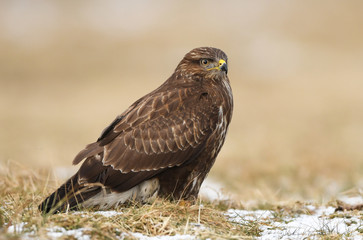 Common buzzard (Buteo buteo)