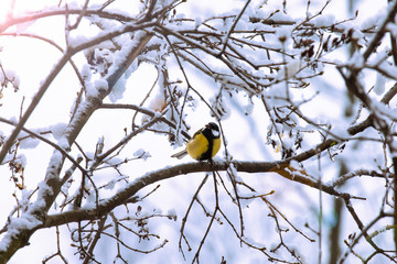 little hungry tit sits on a winter morning