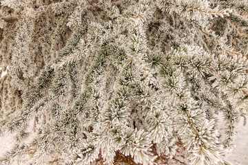 Softwoods under the snow