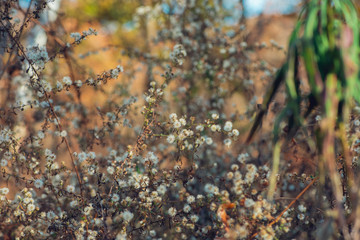 Tiny white dried flowers glow in a woods in late afternoon winter sun against a colorful blurred background.