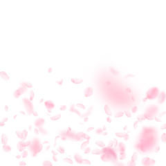 Sakura petals falling down. Romantic pink flowers 