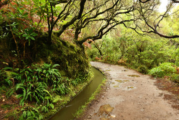 Fototapeta premium Landscape of madeira island - levada path