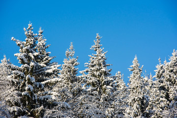 Winter forest on a sunny day. Landscape in the forest on a snowy morning. New Year winter forest.