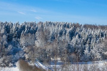 Fototapeta premium Winter forest on a sunny day. Landscape in the forest on a snowy morning. New Year winter forest.