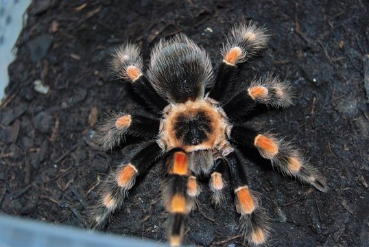 Brachypelma smithi