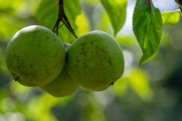 Apple tree branches Malus pumila with group of ripening fruits, green golden delicious apples