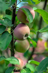 Apple tree branches Malus domestica with group of ripening fruits, purple green spartan sweet apples and green leaves