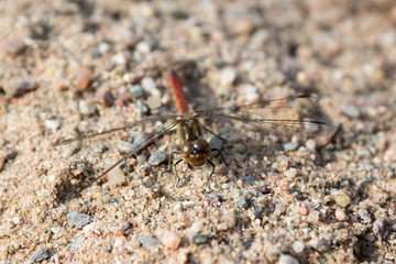 Red darter in the sand, red dragonfly also called ruddy darter, macro view in daylight