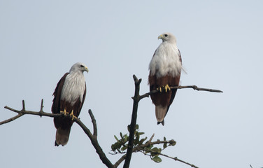Brahminy Kite pair on tree
