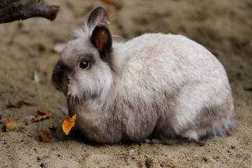 Full body of smoky-grey domestic pygmy rabbit