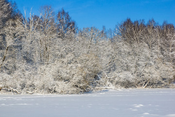 Winter forest on a sunny day. Landscape in the forest on a snowy morning. New Year winter forest.