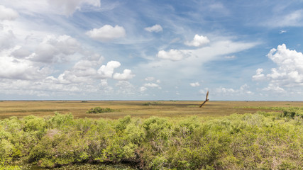 Fototapeta premium everglades national park