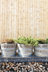 green needles in the barrel near the wooden background on the winery