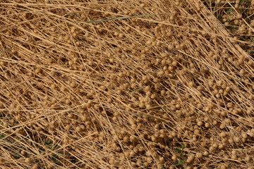 Close up of cut flax, with their matured seed balls. Lying on a field, during the retting. Belgium