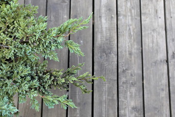 background with wooden floor and green pine
