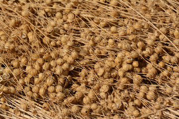 Close up of matured seeds balls of cut flax. Lying on a field, during the retting. Some tems in the foreground. Belgium