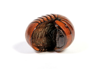 Saftkugler (Glomerida) - Pill millipede