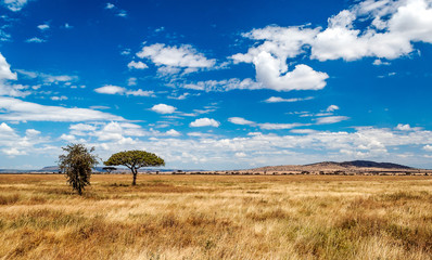 Acacias in Tanzania on a sunny day