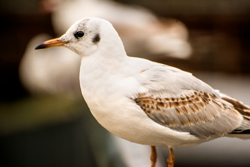 Black headed gull, closeup