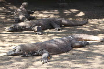 Komodo Warane