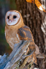 Barn Owl Perched on a Branch