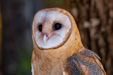Barn Owl Close Up of face, portrait